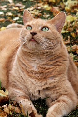 Ann-Arbor-Animal-Hospital-Bert-2011